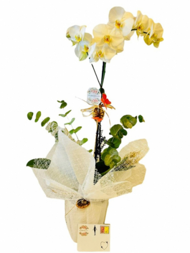 White Orchids