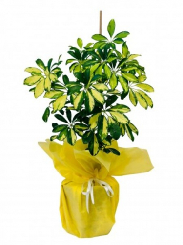 Schefflera Bitkisi
