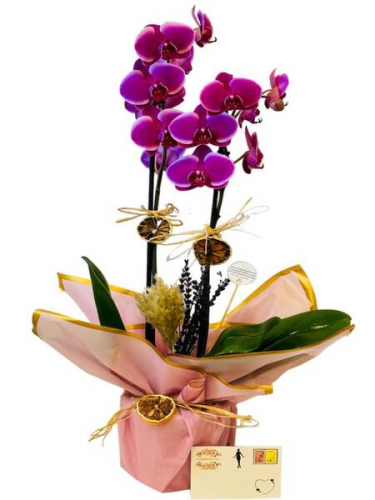 Mor Orchide