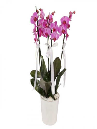 4 Dal Phalaenopsis Mor Orkide