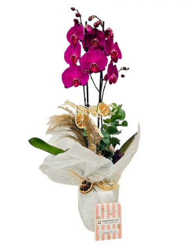 Purple Orchids
